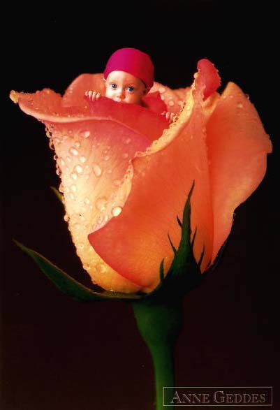rosa